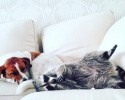 adopted-raccoon-becomes-dogs-bes-friend-6