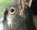 adopted-squirrel-named-jill-13
