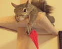 adopted-squirrel-named-jill-3