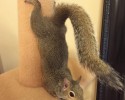 adopted-squirrel-named-jill-6