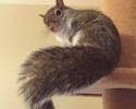 adopted-squirrel-named-jill-8