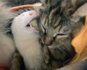 komari-rescued-kitten-and-ferret-family-1