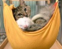 komari-rescued-kitten-and-ferret-family-10