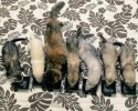 komari-rescued-kitten-and-ferret-family-11