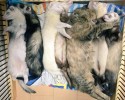 komari-rescued-kitten-and-ferret-family-12