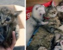 komari-rescued-kitten-and-ferret-family-13