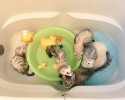 komari-rescued-kitten-and-ferret-family-3