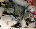 komari-rescued-kitten-and-ferret-family-5
