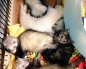 komari-rescued-kitten-and-ferret-family-7