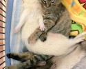 komari-rescued-kitten-and-ferret-family-9