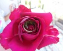 sleeping-lizard-rose-flower-1