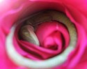 sleeping-lizard-rose-flower-2