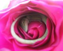 sleeping-lizard-rose-flower-3