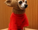 animals-ready-for-winter-14