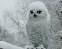 animals-ready-for-winter-19
