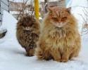 animals-ready-for-winter-2