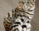 black-footed-cat-1