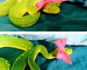 cute-snakes-wearing-hats-13