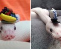 cute-snakes-wearing-hats-14