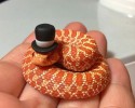 cute-snakes-wearing-hats-17