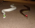 cute-snakes-wearing-hats-2