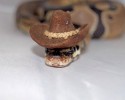 cute-snakes-wearing-hats-3
