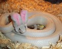 cute-snakes-wearing-hats-7