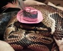 cute-snakes-wearing-hats-8