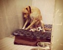 dog-shuts-down-after-being-return-to-shelter-1