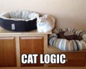 hilarious-cat-logic-40