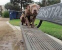poly-the-blind-abandoned-pitbull-1