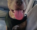 poly-the-blind-abandoned-pitbull-6