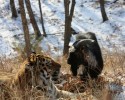 amur-the-tiger-and-timur-the-goat-00002