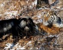 amur-the-tiger-and-timur-the-goat-00005