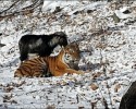 amur-the-tiger-and-timur-the-goat-00006