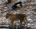 amur-the-tiger-and-timur-the-goat-00007