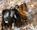 amur-the-tiger-and-timur-the-goat-00008