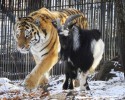 amur-the-tiger-and-timur-the-goat-00009