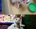 cat-adoption-transformations-10