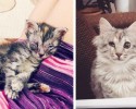 cat-adoption-transformations-12