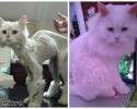 cat-adoption-transformations-13