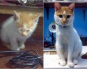 cat-adoption-transformations-14