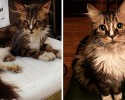 cat-adoption-transformations-18