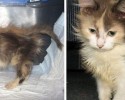 cat-adoption-transformations-19