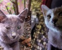 cat-adoption-transformations-2