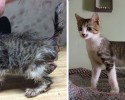 cat-adoption-transformations-20