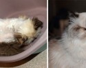 cat-adoption-transformations-21