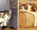 cat-adoption-transformations-22
