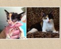 cat-adoption-transformations-23