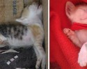 cat-adoption-transformations-24
